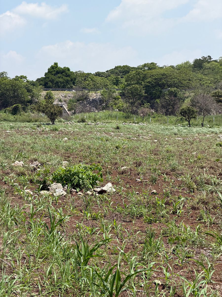 Rancho en Nuevo, Ocozocoautla de Espinosa, foto 6 de 18