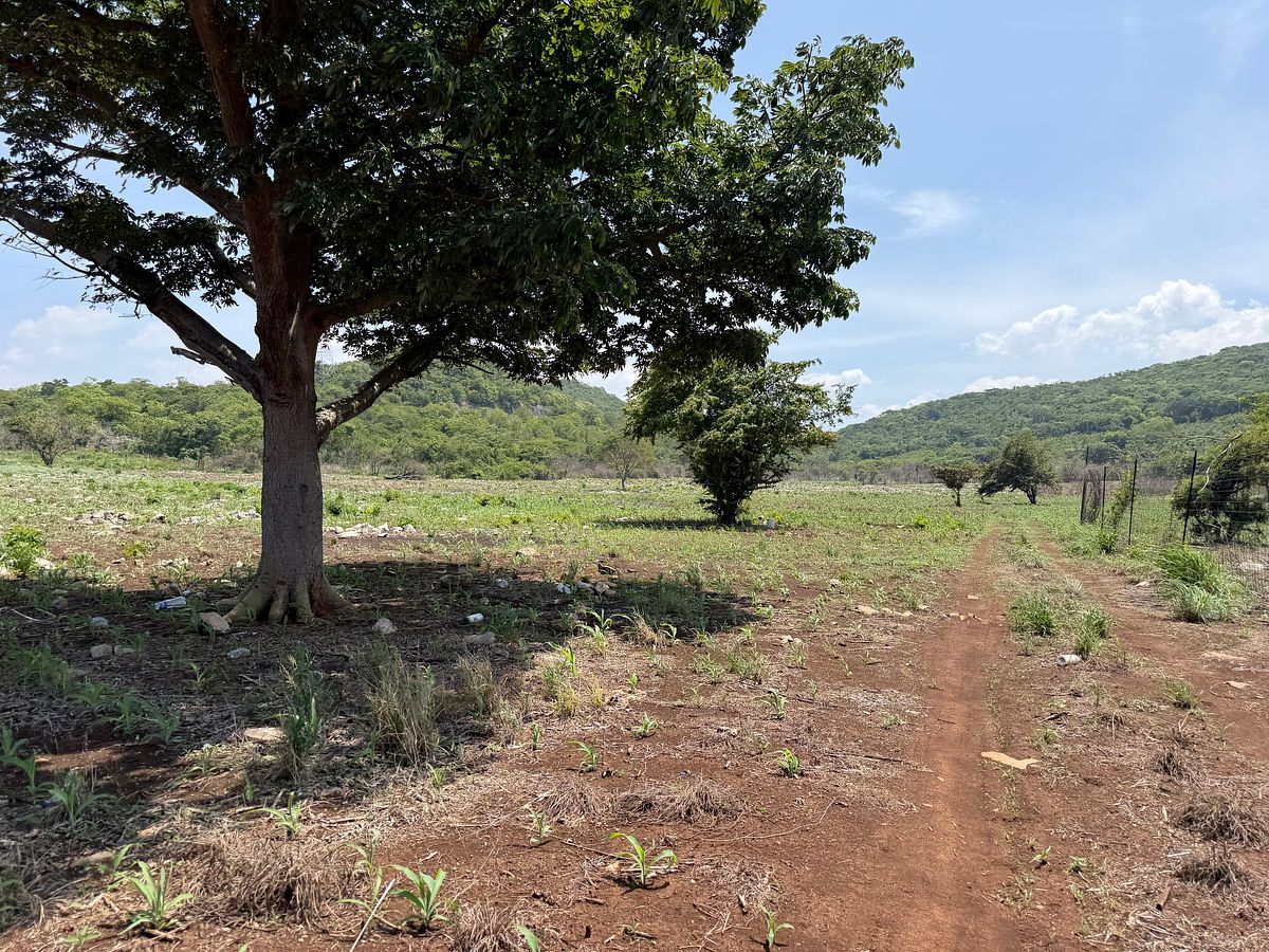 Rancho en Nuevo, Ocozocoautla de Espinosa, foto 8 de 18