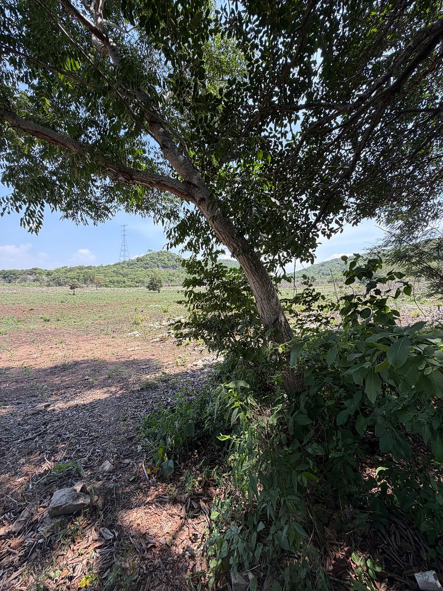 Rancho en Nuevo, Ocozocoautla de Espinosa, foto 12 de 18
