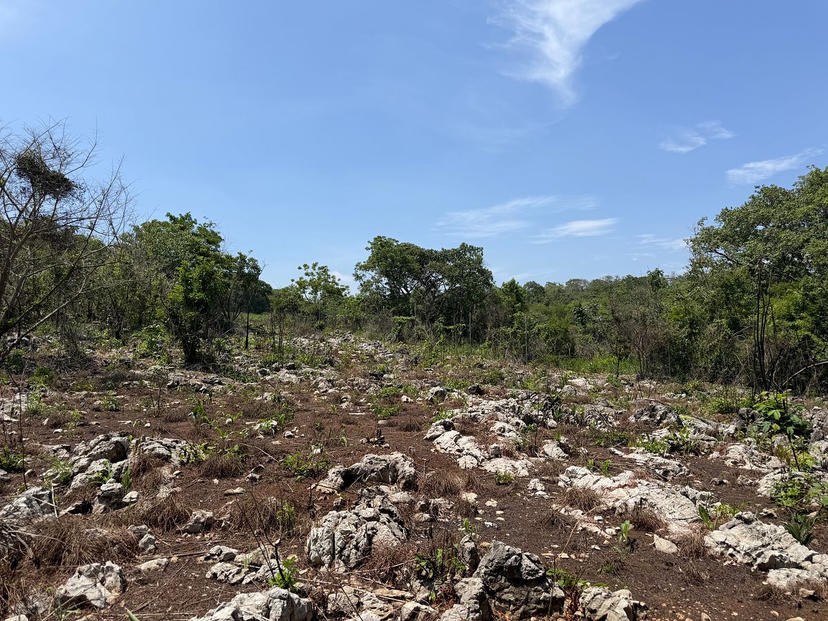 Rancho en Nuevo, Ocozocoautla de Espinosa, foto 16 de 18