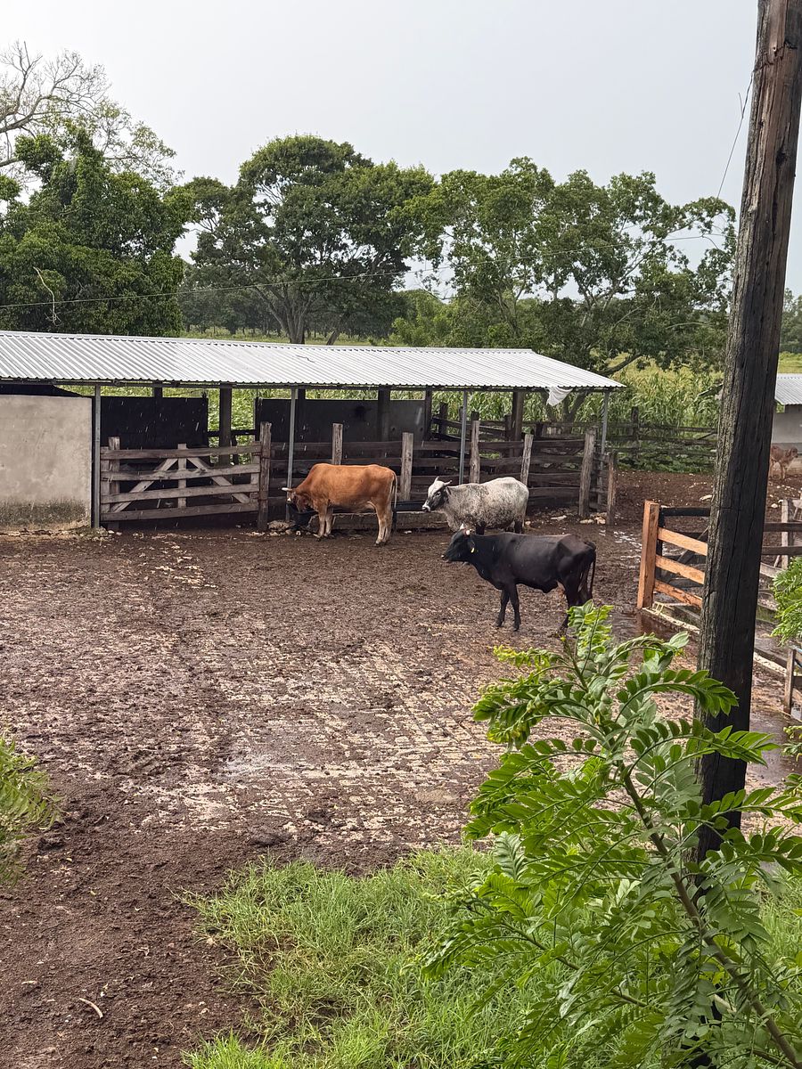 Rancho en Arenal, Champotón, foto 15 de 40