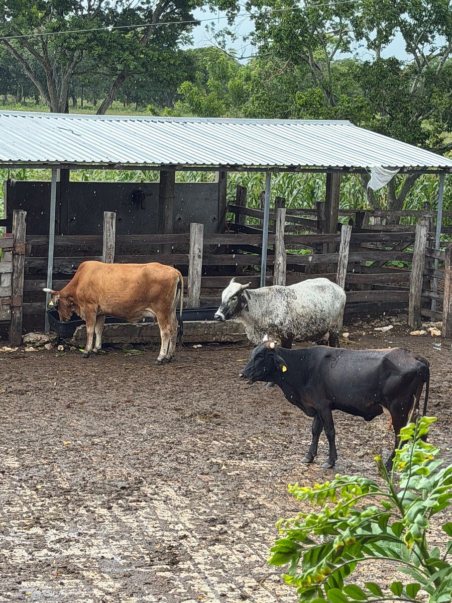 Rancho en Arenal, Champotón, foto 16 de 40
