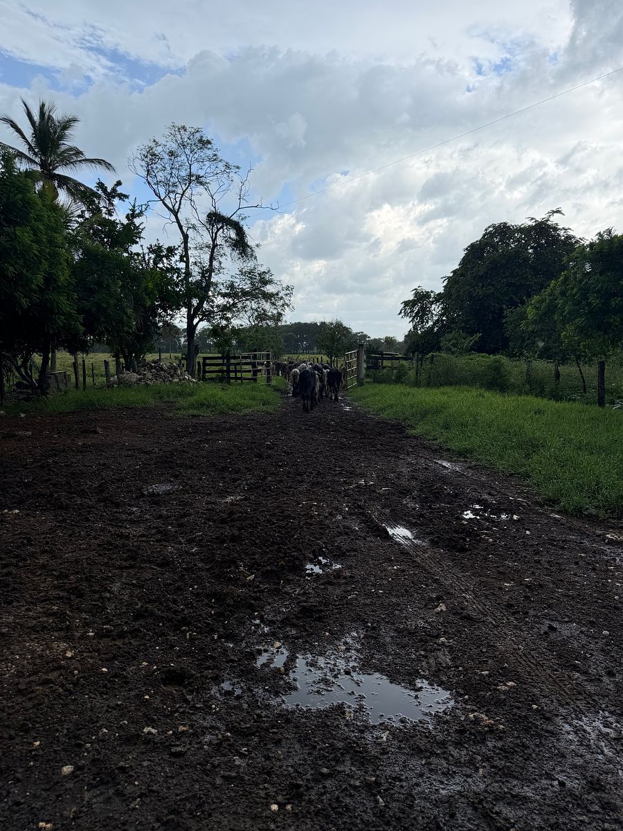 Rancho en Arenal, Champotón, foto 33 de 40