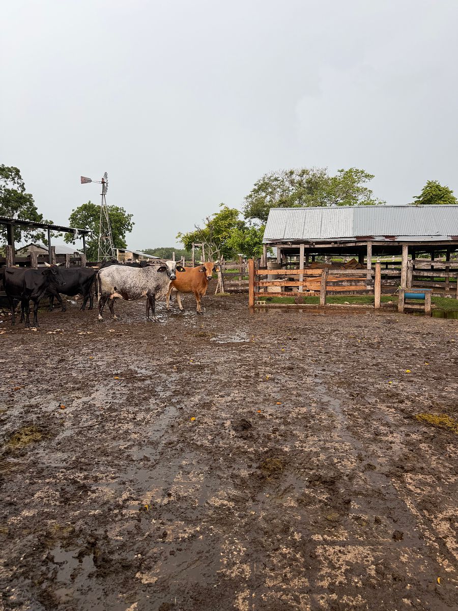 Rancho en Arenal, Champotón, foto 37 de 40