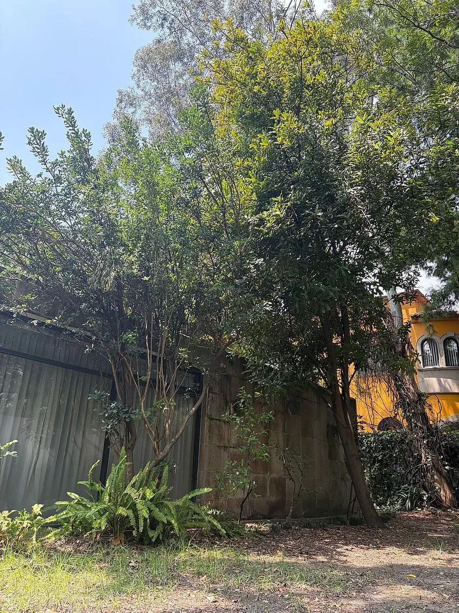 Casa en Lomas de Chapultepec II Sección, Miguel Hidalgo, foto 7 de 7