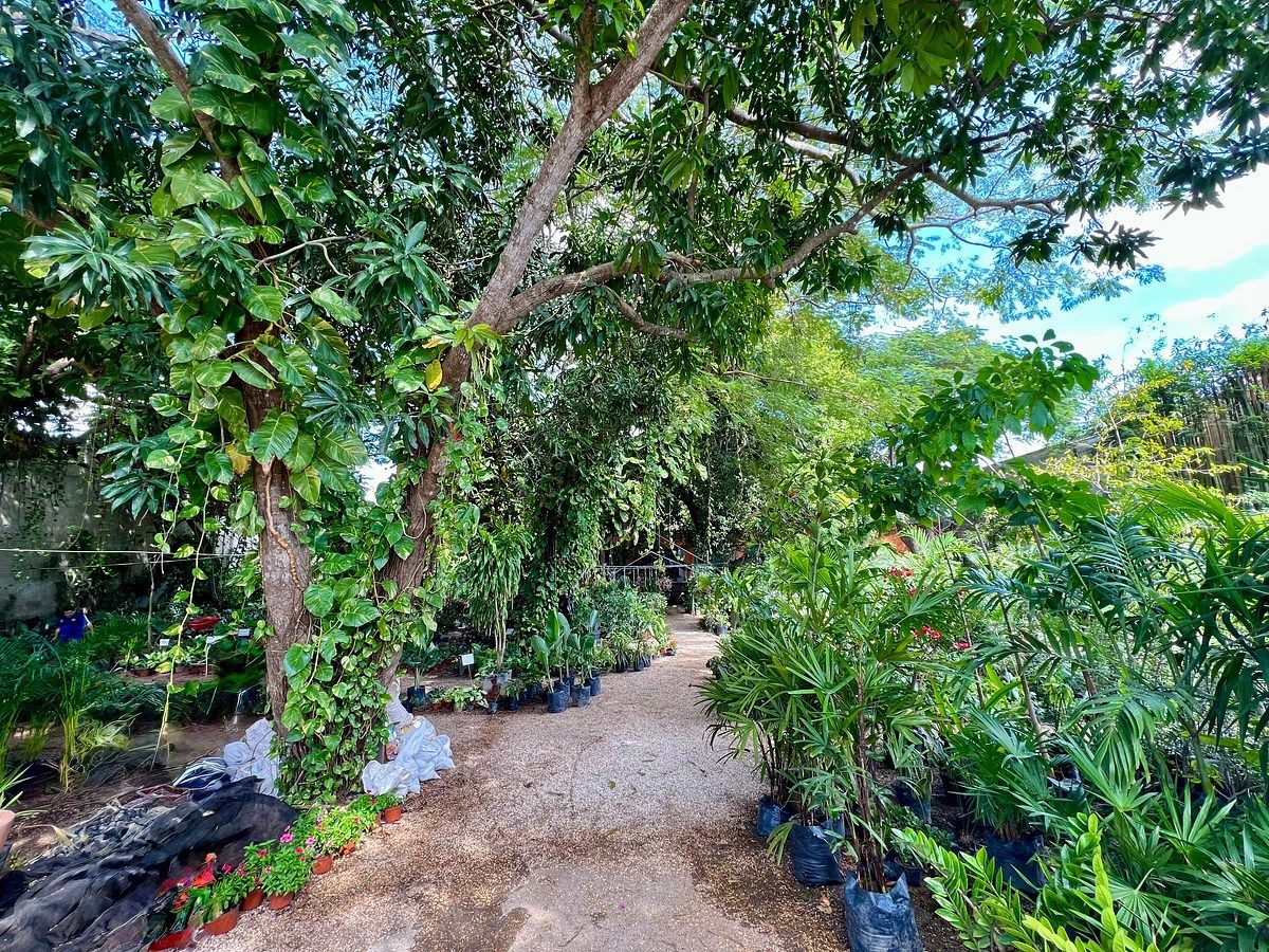 TERRAS DO PARAÍSO - TERRENO EXCEPCIONAL DE QUASE 5000 M2 À VENDA EM ALTABRISA, foto 1 de 25