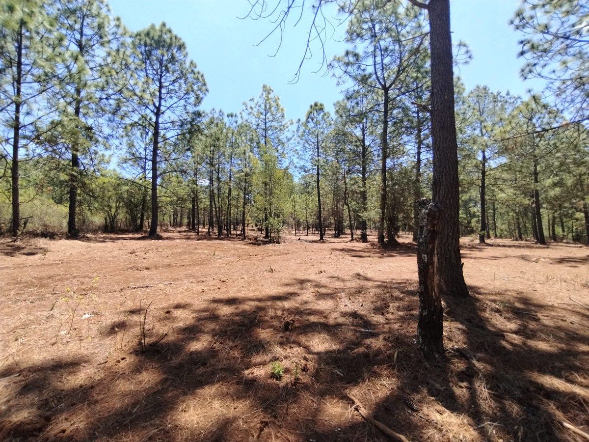 Lote em Los Espinos, Tapalpa, foto 5 de 12