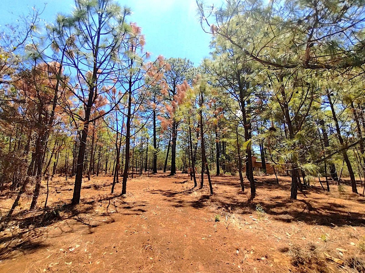 Lote em Los Espinos, Tapalpa, foto 6 de 12