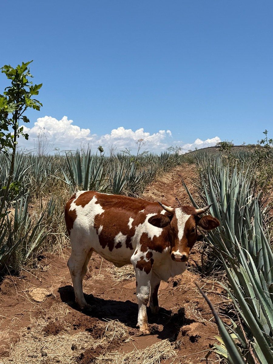 Rancho en Don Bosco, Amatitán, foto 15 de 15