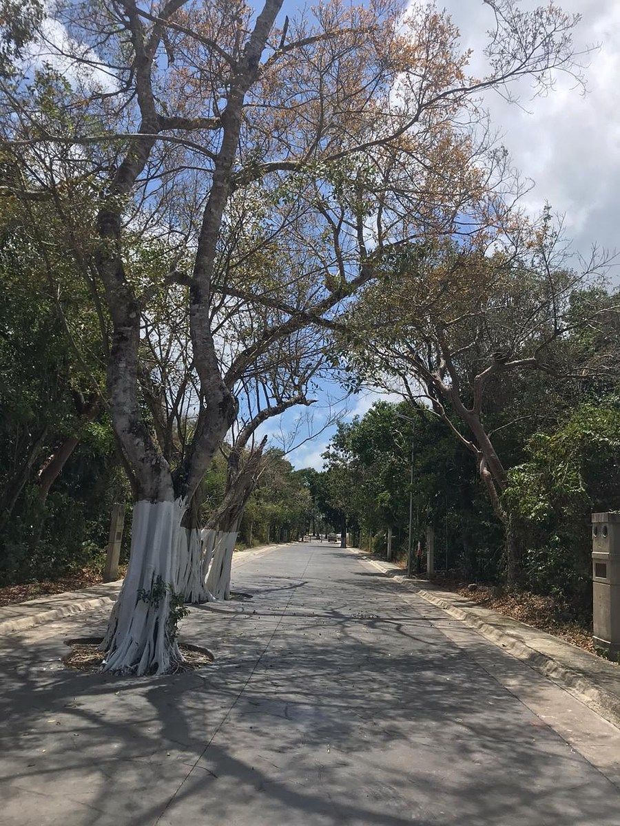 Terreno en Puerto Morelos, Puerto Morelos, foto 20 de 30