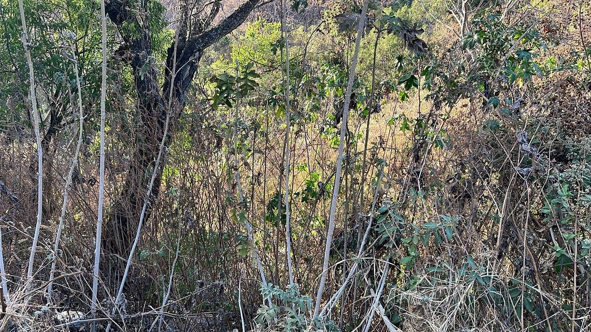 Terreno en Ixtapan de la Sal, Ixtapan de la Sal, foto 3 de 16