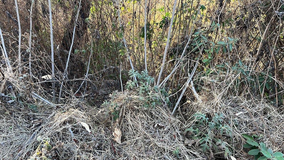 Terreno en Ixtapan de la Sal, Ixtapan de la Sal, foto 7 de 16