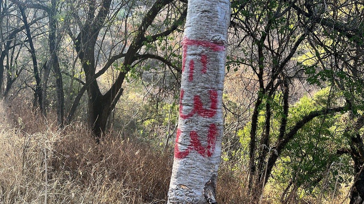 Terreno en Ixtapan de la Sal, Ixtapan de la Sal, foto 8 de 16