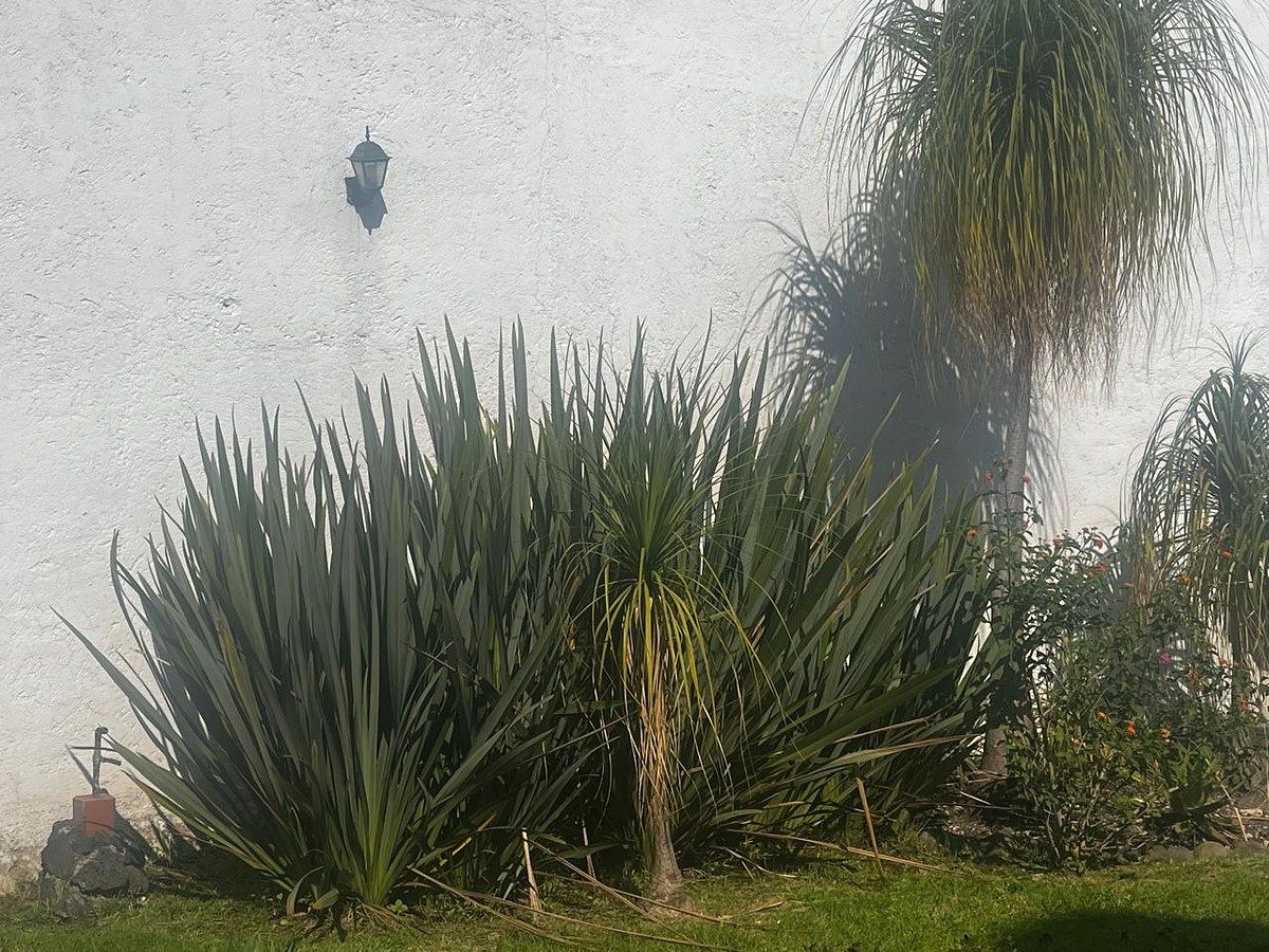 Lote comercial em San Ángel, Álvaro Obregón, foto 7 de 12