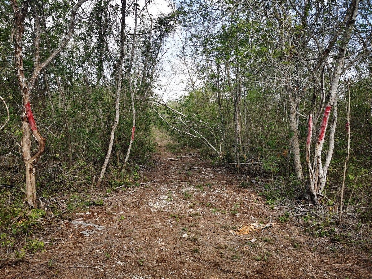 Terreno en Xcunya, Mérida, foto 4 de 11