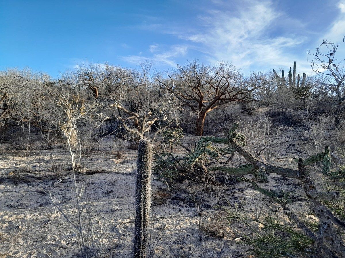 Lot in Agua Blanca, La Paz, photo 15 of 22