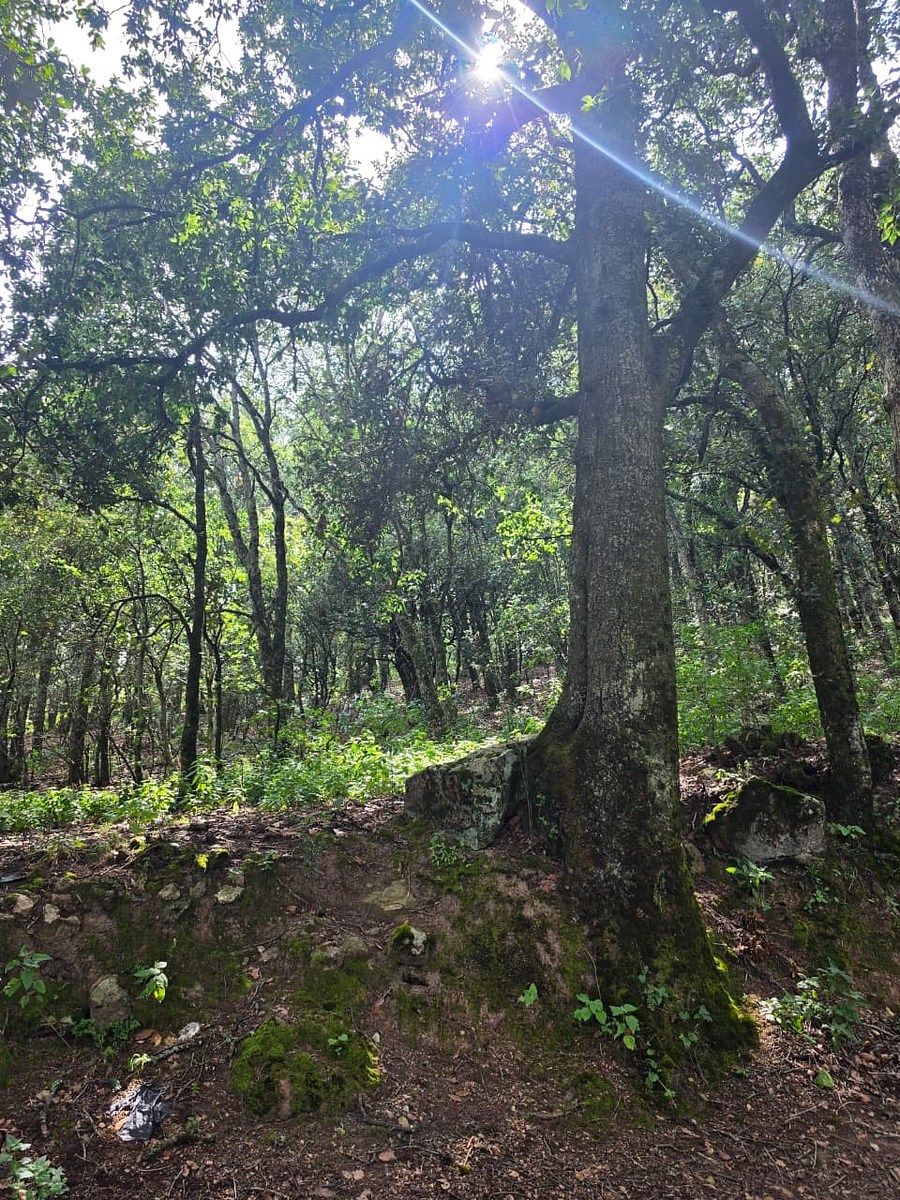 Terreno en Santa Rosa de Lima, Guanajuato, foto 12 de 21