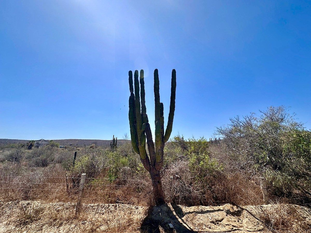 Lot in Todos Santos, La Paz, photo 2 of 4