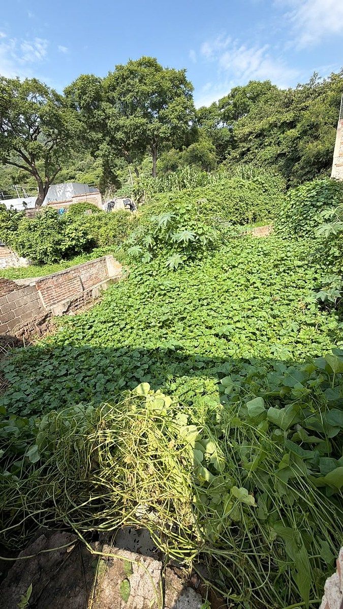 Lote em Tlajomulco Centro, Tlajomulco de Zúñiga, foto 6 de 9