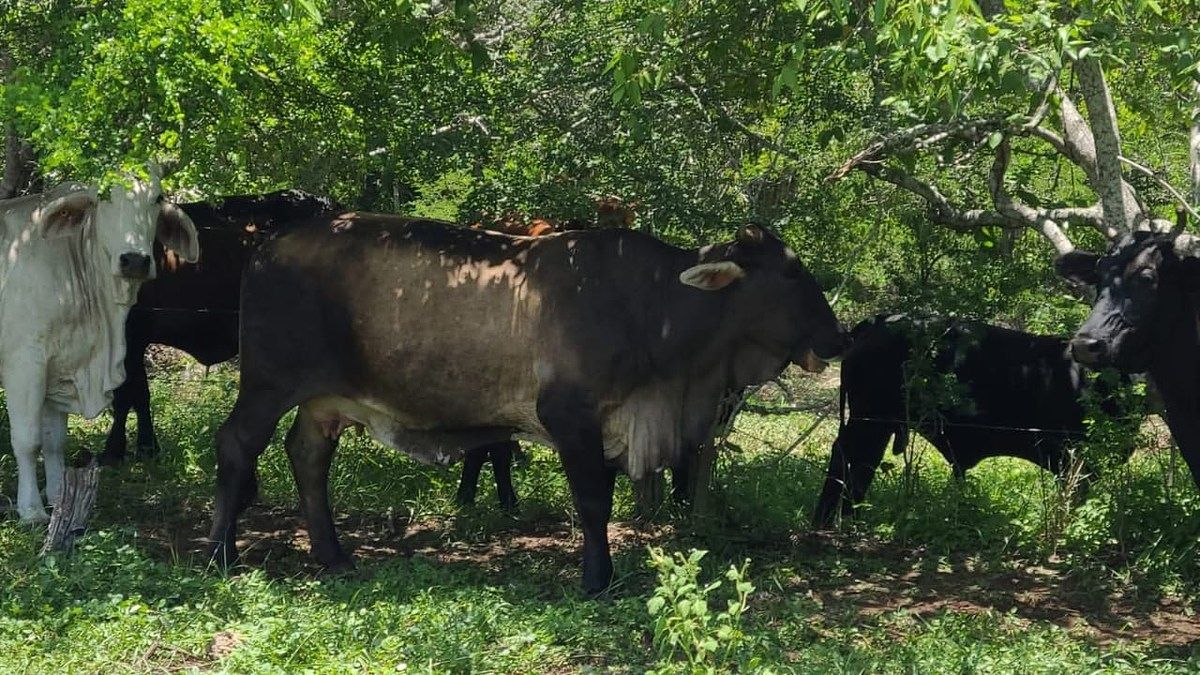 Rancho en Panaba, Panabá, foto 2 de 32
