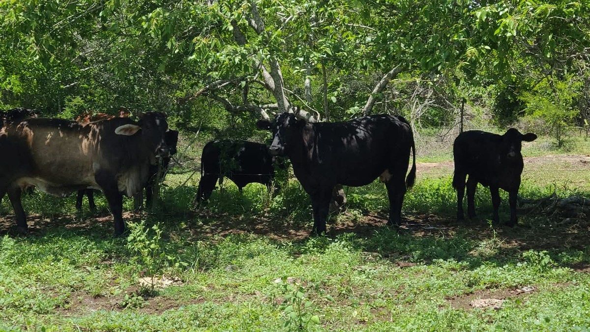 Rancho en Panaba, Panabá, foto 26 de 32
