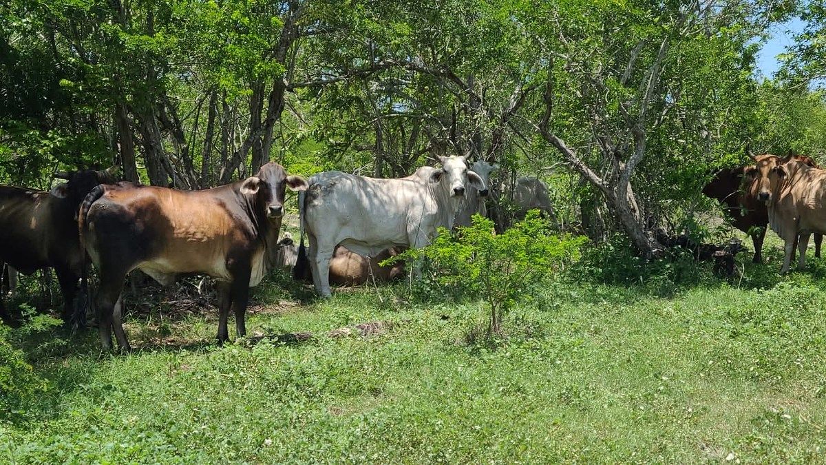 Rancho en Panaba, Panabá, foto 28 de 32
