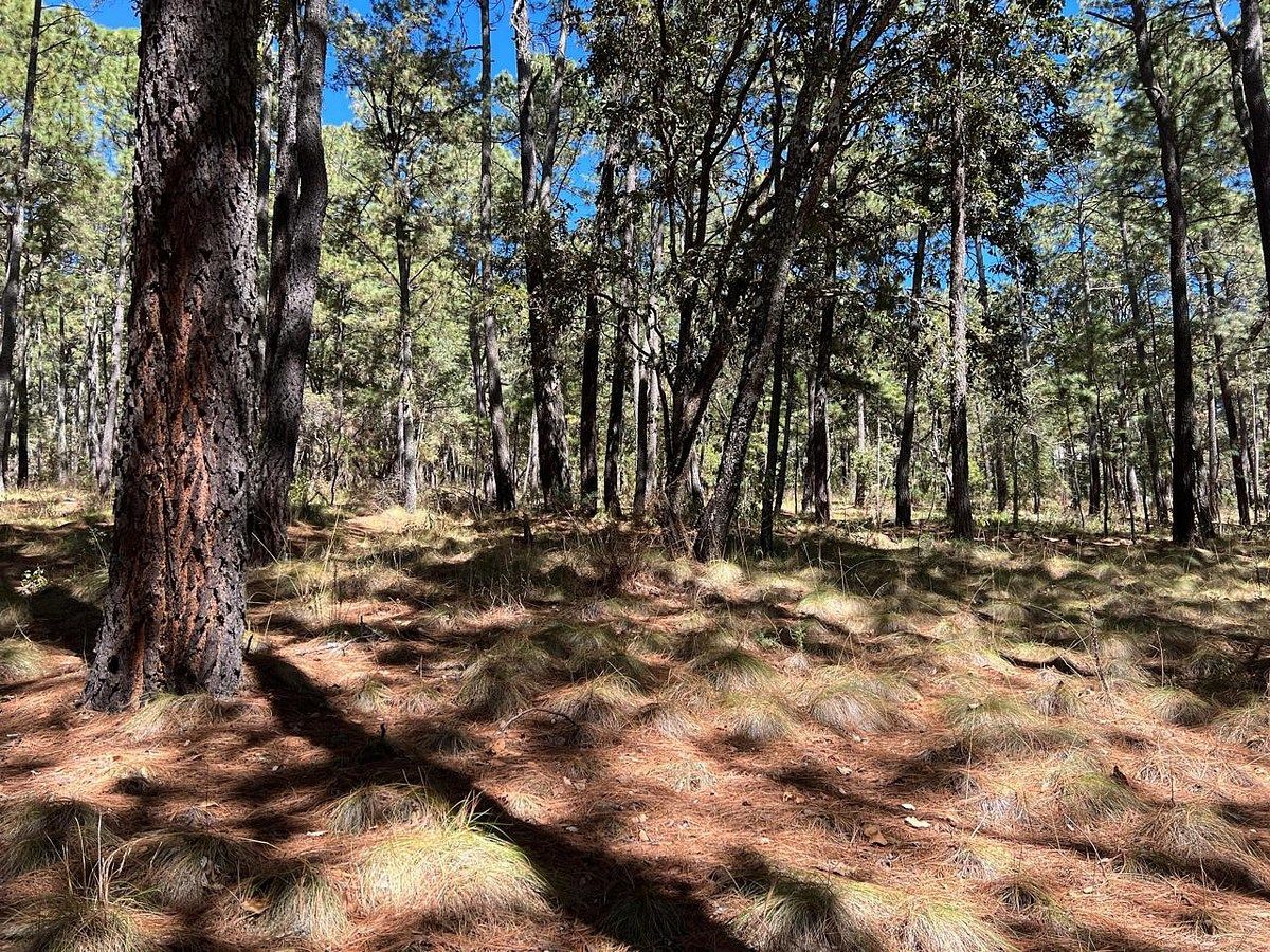 Tapalpa, Bosque de la Cañada. Terreno en venta, foto 1 de 7