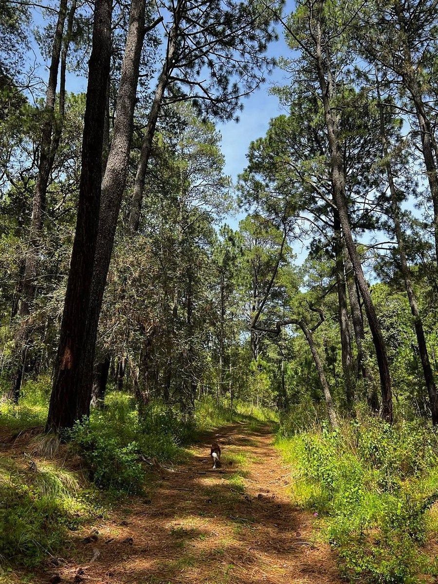 Terreno en Bosques de la Cañada Tapalpa, Tapalpa, foto 2 de 7