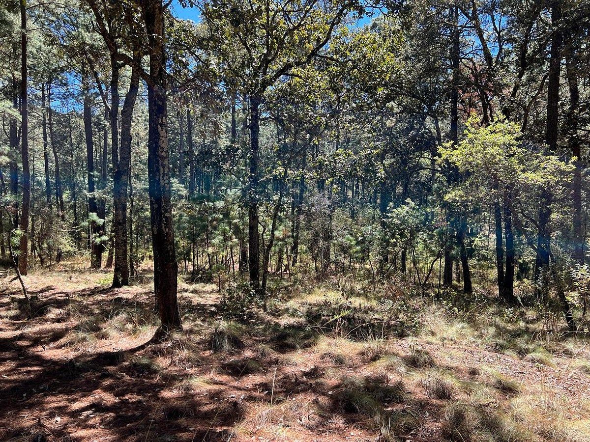 Terreno en Bosques de la Cañada Tapalpa, Tapalpa, foto 3 de 7