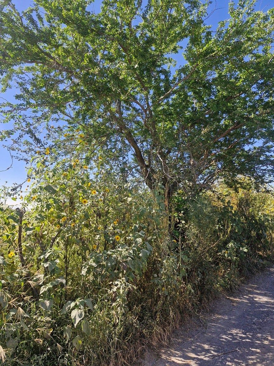 Commercial Lot in Acacias, Tala, photo 2 of 5