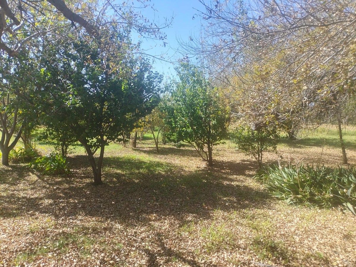 Orchard in Nixtalpan, Nombre de Dios, photo 10 of 25