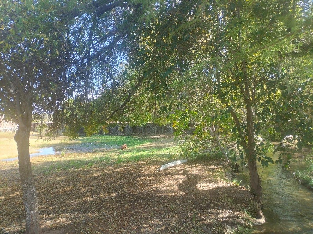 Orchard in Nixtalpan, Nombre de Dios, photo 11 of 25