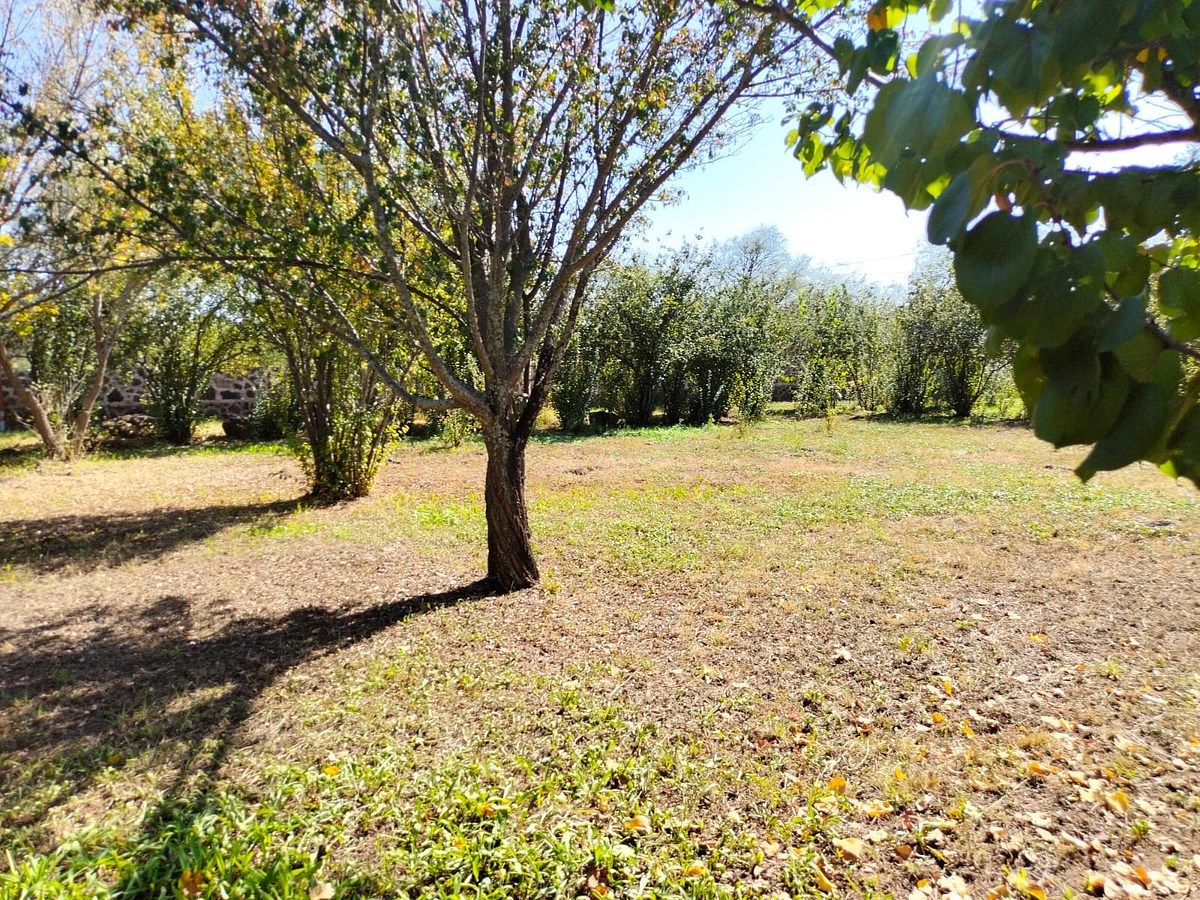Orchard in Nixtalpan, Nombre de Dios, photo 13 of 25