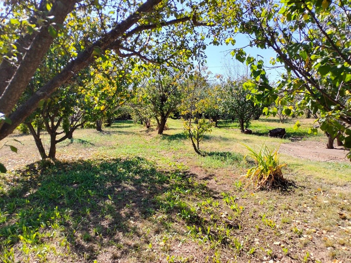Orchard in Nixtalpan, Nombre de Dios, photo 14 of 25