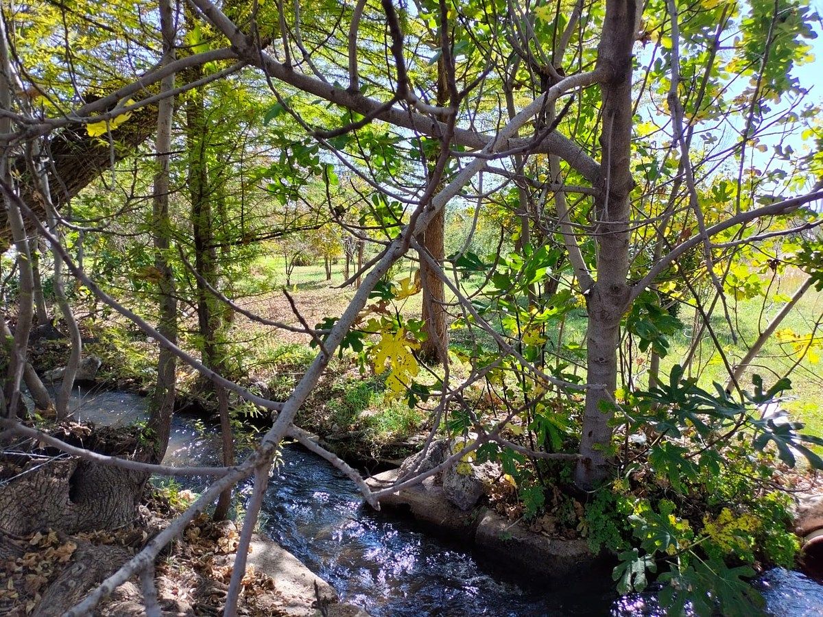 Orchard in Nixtalpan, Nombre de Dios, photo 15 of 25