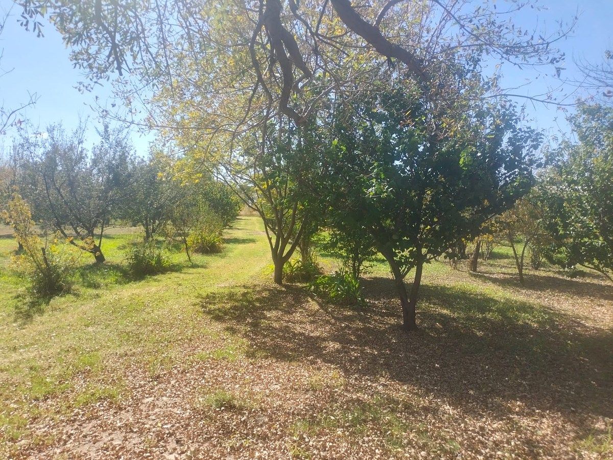 Orchard in Nixtalpan, Nombre de Dios, photo 22 of 25