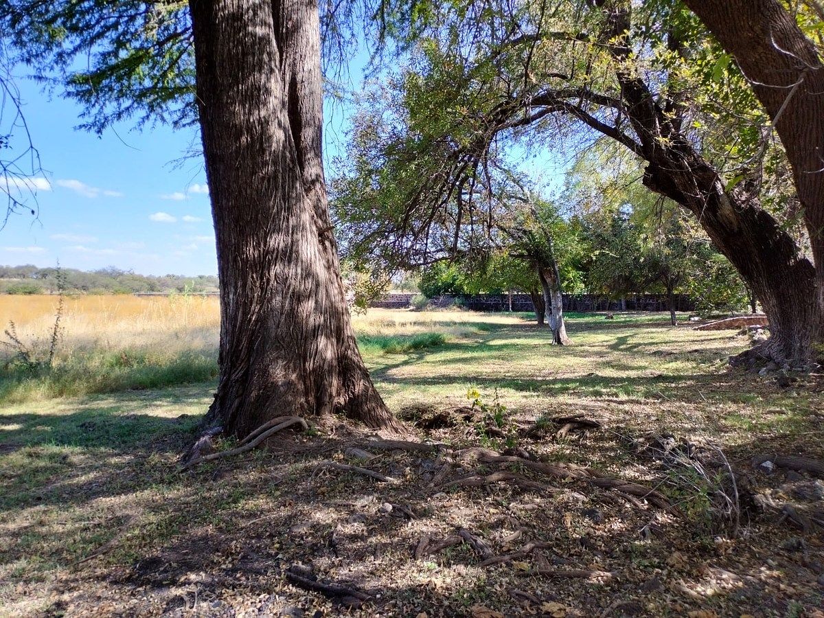 Orchard in Nixtalpan, Nombre de Dios, photo 23 of 25