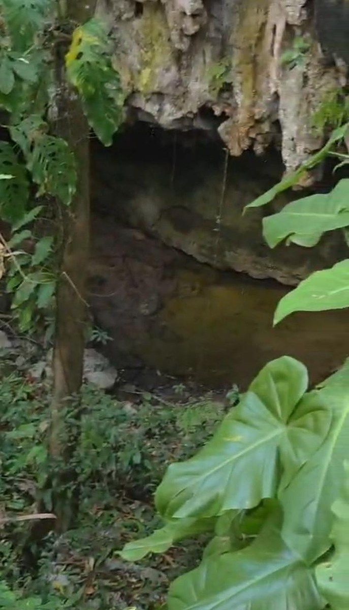 34 hectares with 2 cenotes, photo 1 of 6