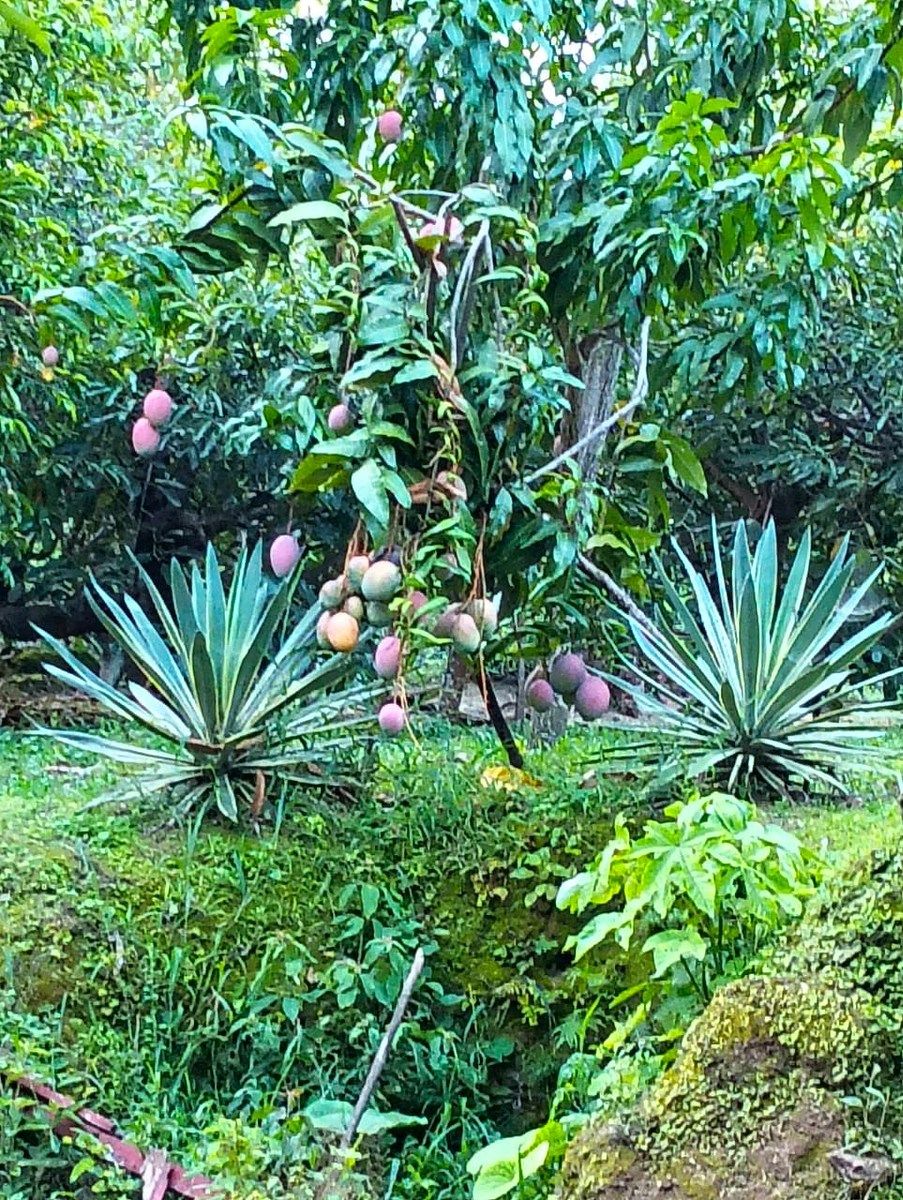 Rancho en San Miguel Del Puerto, San Miguel del Puerto, foto 21 de 26
