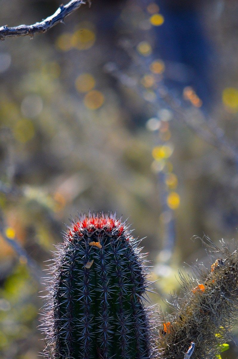 Lot in NCPE Conquista Agraria, La Paz, photo 9 of 10