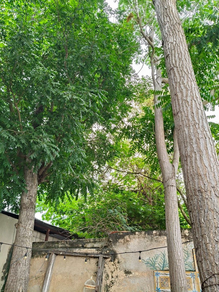 House in Mérida Centro, Mérida, photo 10 of 11
