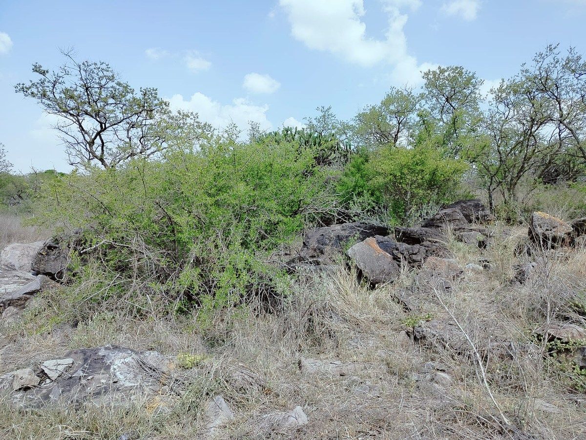 Lot in Amazcala, El Marqués, photo 3 of 12