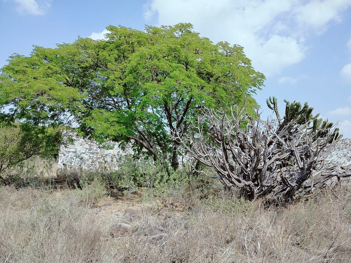 Lot in Amazcala, El Marqués, photo 8 of 12