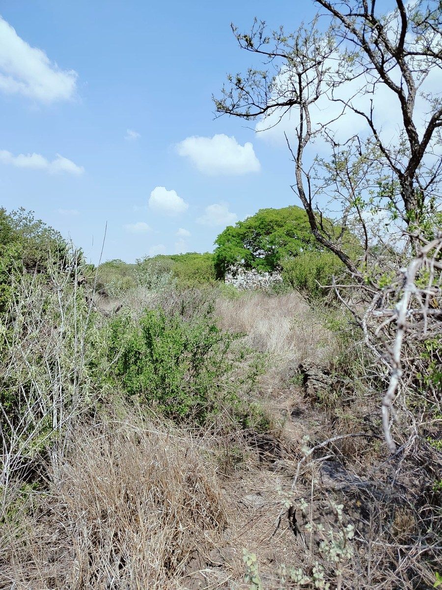 LAND FOR SALE IN AMAZCALA, photo 1 of 12
