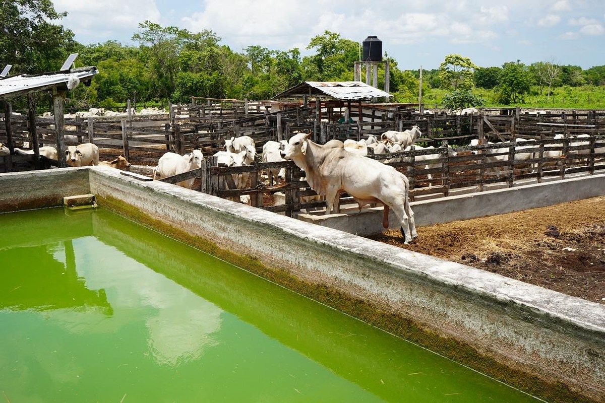 VENDE-SE FAZENDA DE GADO. A 13 KM DE BUCTZOTZ. 450 HECTARES, foto 1 de 16
