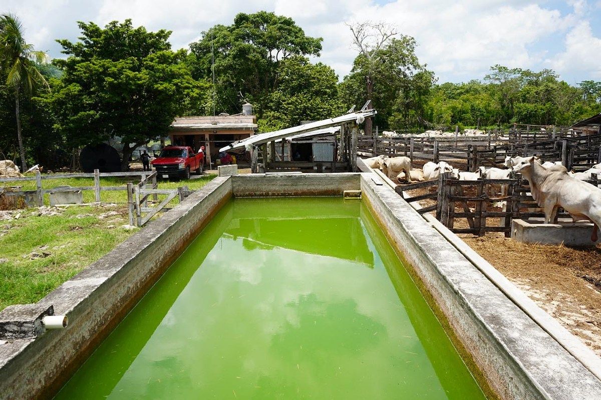 Fazenda em Buctzotz, Buctzotz, foto 2 de 16