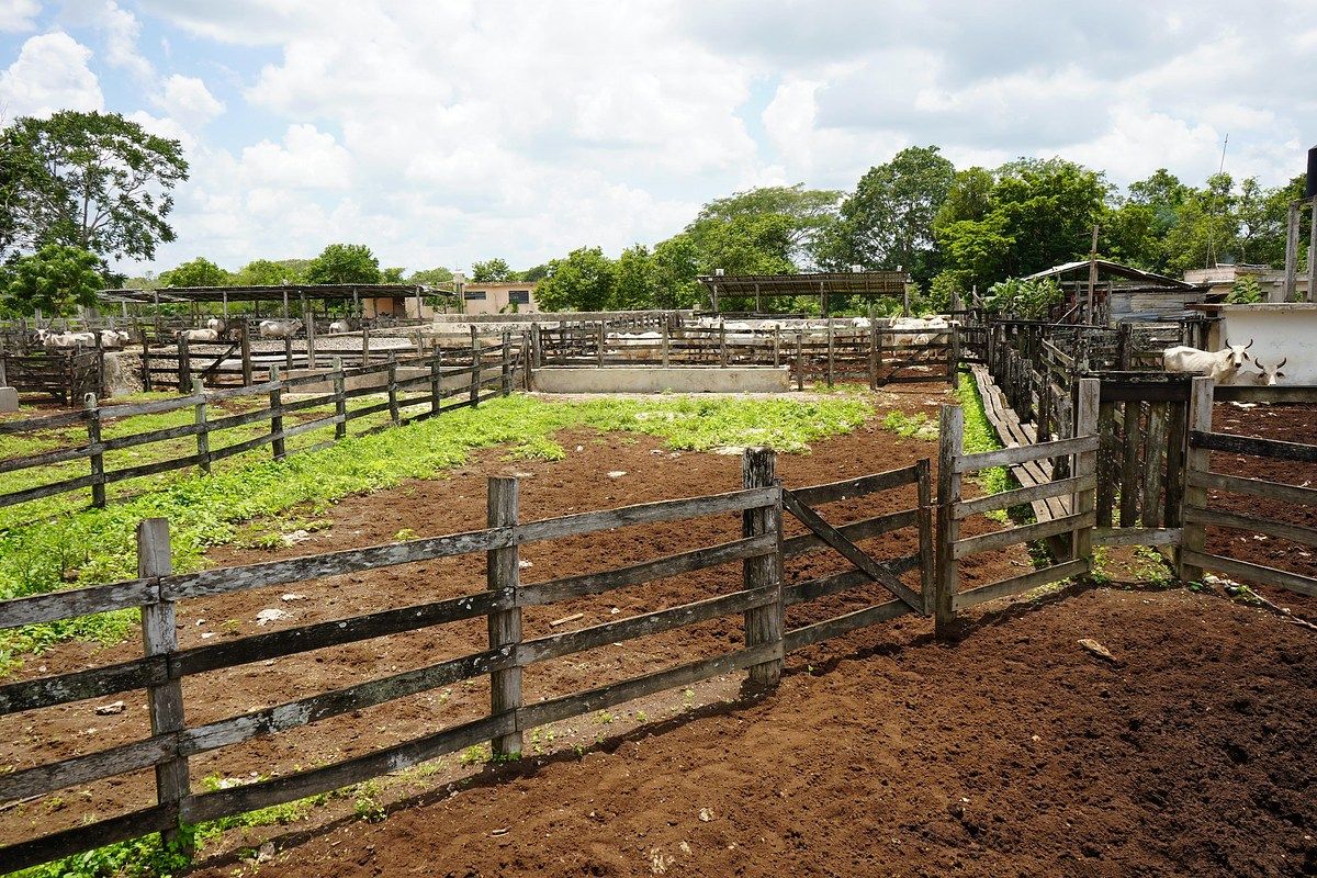 Fazenda em Buctzotz, Buctzotz, foto 6 de 16