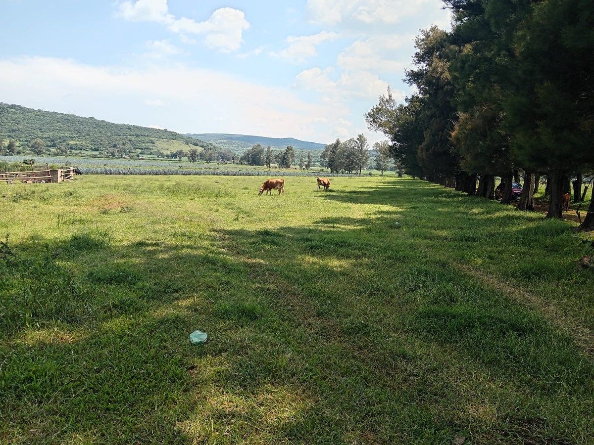 Lot in Tototlan Centro, Tototlán, photo 5 of 14