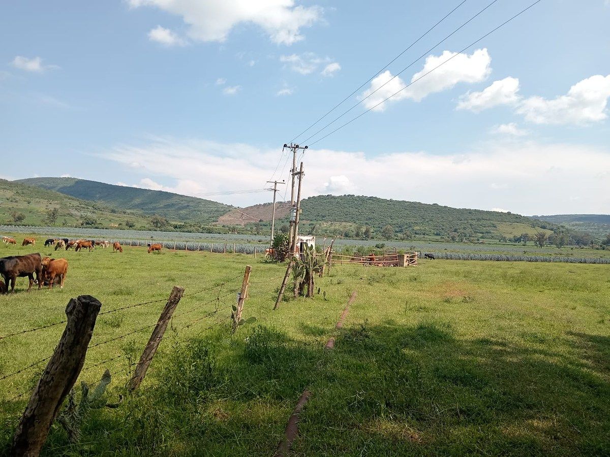 Lot in Tototlan Centro, Tototlán, photo 6 of 14