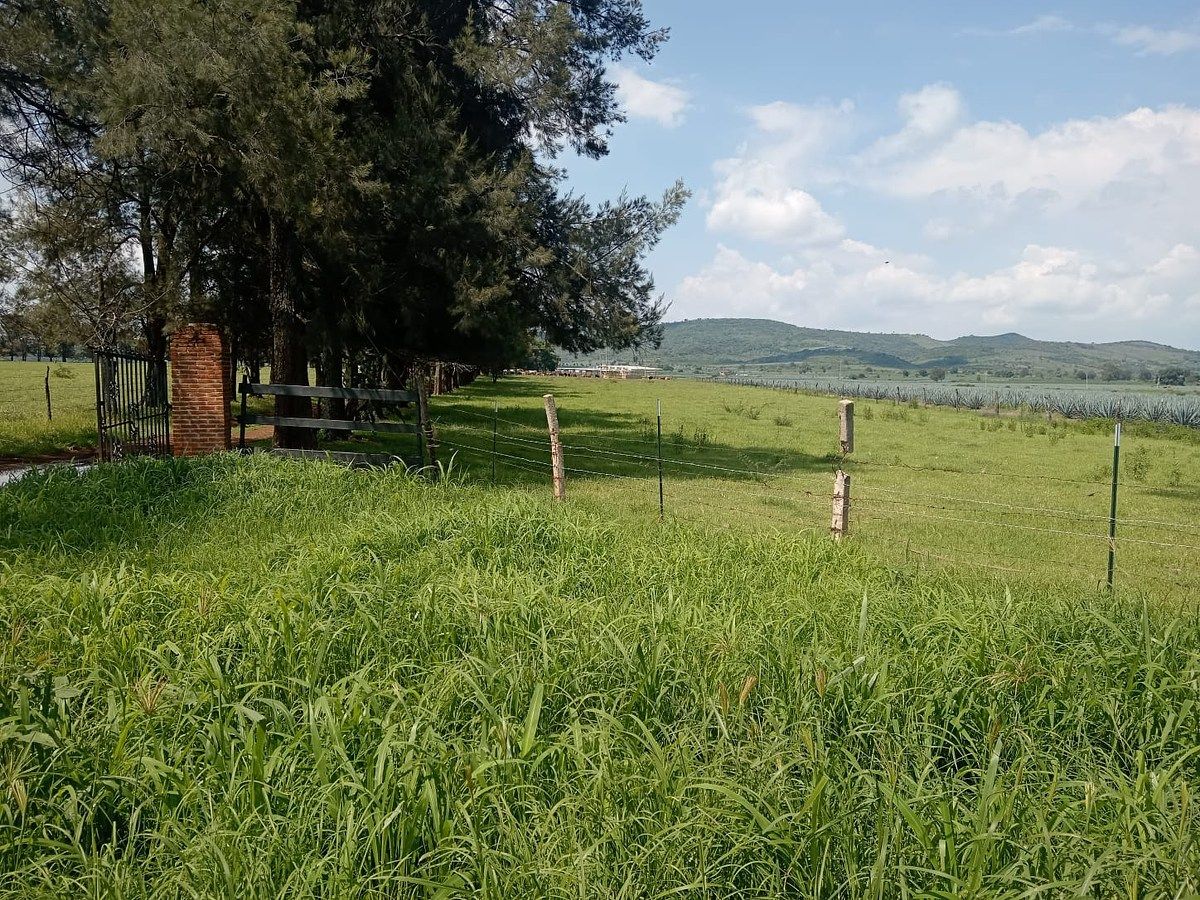 Lote comercial em Tototlan Centro, Tototlán, foto 4 de 14